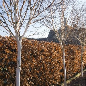 01058555-Fagus-beech-hedge-estate-home-driveway-commercial-fall-winter-leaves