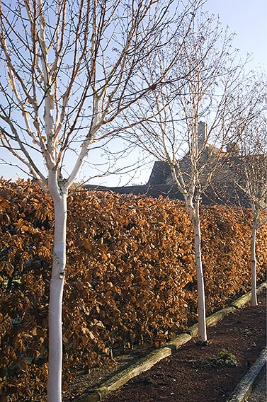 01058555-Fagus-beech-hedge-estate-home-driveway-commercial-fall-winter-leaves