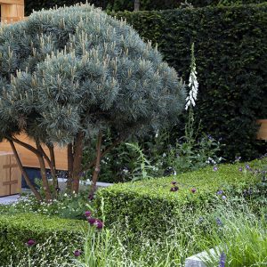 01401044-Buxus-taxus-garden-formal-urban-suburban-modern