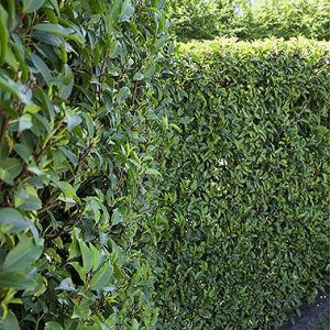 01402453-Prunus-lusitanica-fence-hedge-estate-commercial