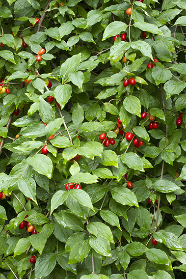 cherry like fruits of cornelian dogwood