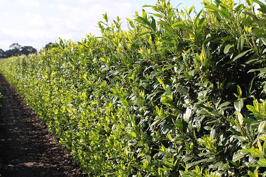 0423-Prunus-laurocerasus-Schipkaensis-Skip-laurel-InstantHedge-field-row