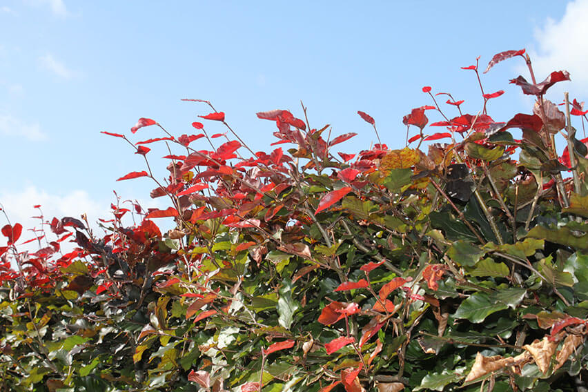 0431-Fagus-sylvatica-Atropurpurea-purple-copper-beech-red-new-growth