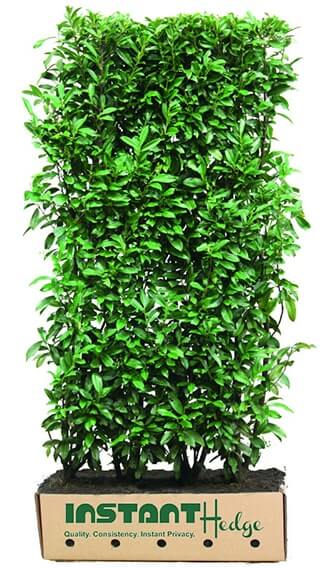 0455-Prunus-lusitanica-Portuguese-laurel-InstantHedge-unit-biodegradable-cardboard-ready-to-ship