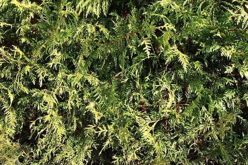 0462-Thuja-occidentalis-foliage-texture-arborvitae