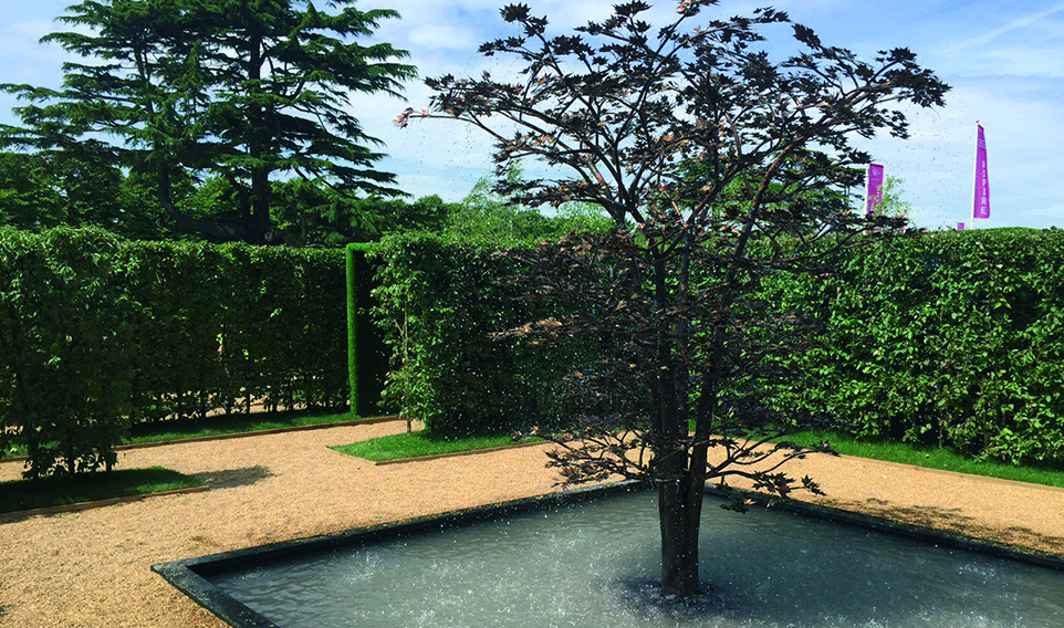 Cornus mas Cornelian cherry elegantly framing water feature in a commercial suburban estate pond