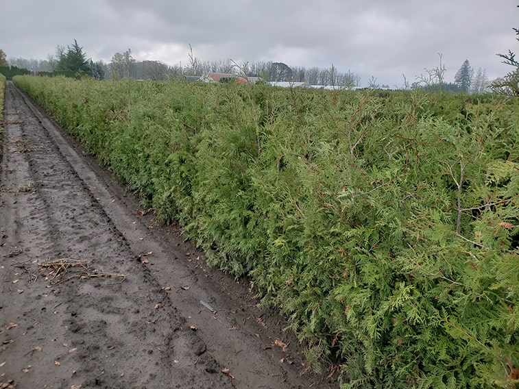 thuja-green-giant-arborvitae-cedar-field-hedge-row-min