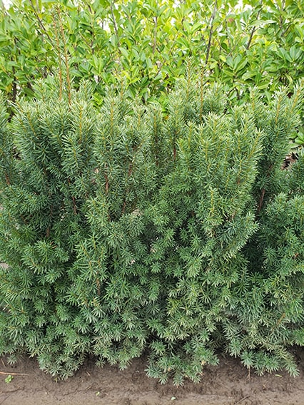 11.55.43-taxus-hicksii-yew-hedge-3-feet-tall-field-row-nursery