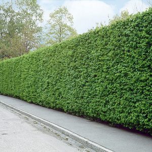 116051_140-Carpinus-hornbeam-Driveway-street-privacy-noise-barrier-screen