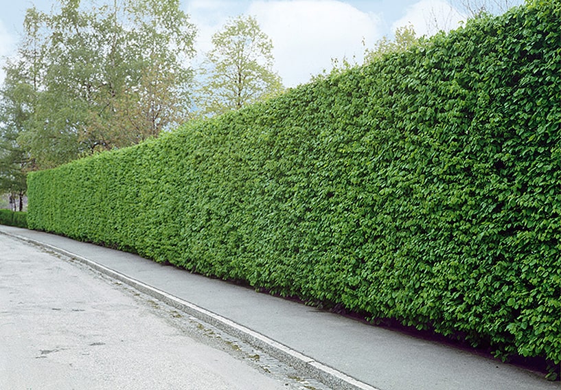Carpinus Hornbeam Hedge planted in driveway for privacy and noise barrier