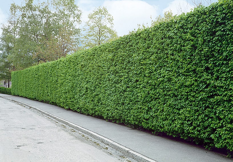 Hornbeam Hedge Planting Density The Best Picture Of Beam