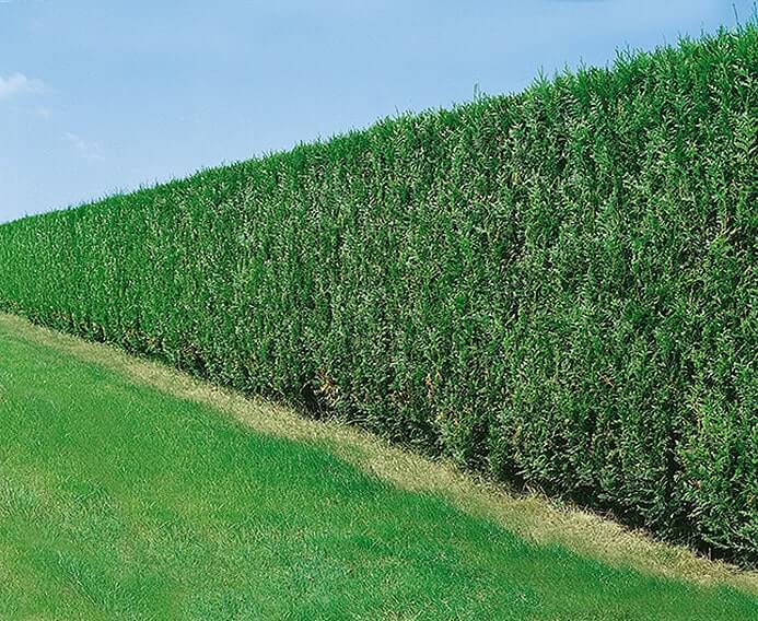 A faster-growing arborvitae (Thuja 'Green Giant'