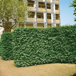 117600_140-Carpinus-hornbeam-commercial-driveway-street-apartment-hotel-landscape