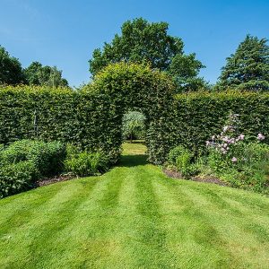 1201092013-fagus-beech-privacy-hedge-arch-country-cottage-garden-flower-summer