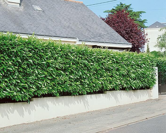 122254_140-Prunus-laurocerasus-driveway-street-suburban