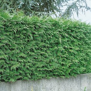 123209_140-Thuja-Green-Giant-wall-estate-suburban-urban