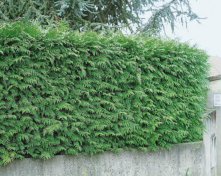 123209_140-Thuja-Green-Giant-wall-estate-suburban-urban