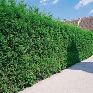 123213_140-Thuja-occidentalis-driveway-street