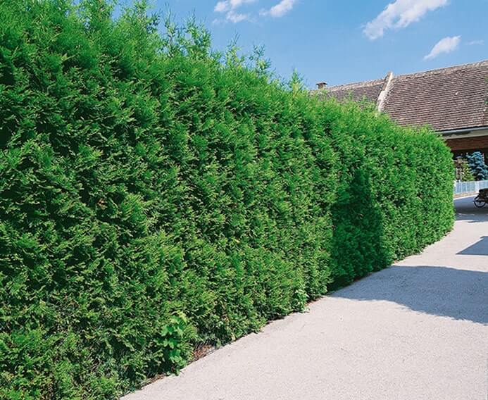 123213_140-Thuja-occidentalis-driveway-street