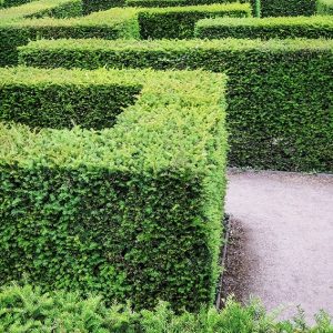 1272480169-taxus-yew-hedge-tall-privacy-maze-garden-path-estate-formal-park-museum-art-min