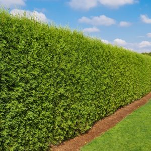 arborvitae leylandii cupressocyparis chiparos leyland thuja leylandi instanthedge hedge gard viu sweetgarden