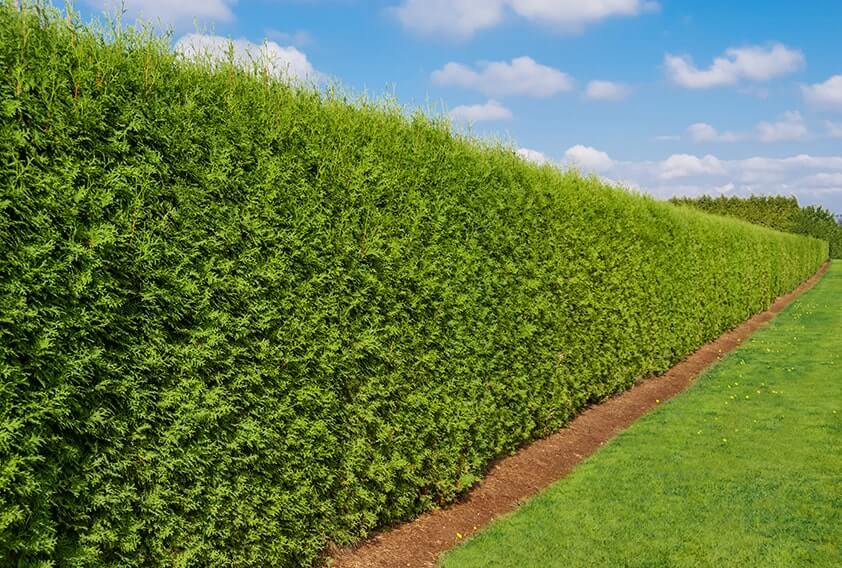 emerald green arborvitae smaragd