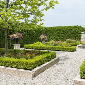 143658982-Buxus-thuja-occidentalis-park-formal-estate