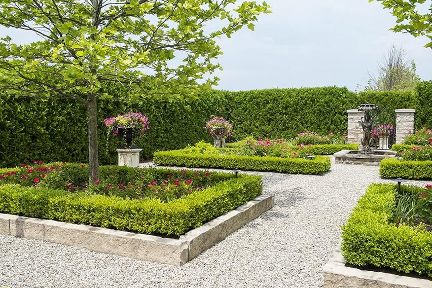 143658982-Buxus-thuja-occidentalis-park-formal-estate