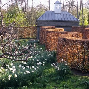 18740-Fagus-beech-hedge-commercial-garden-contemporary-curve-winter-spring-daffodil
