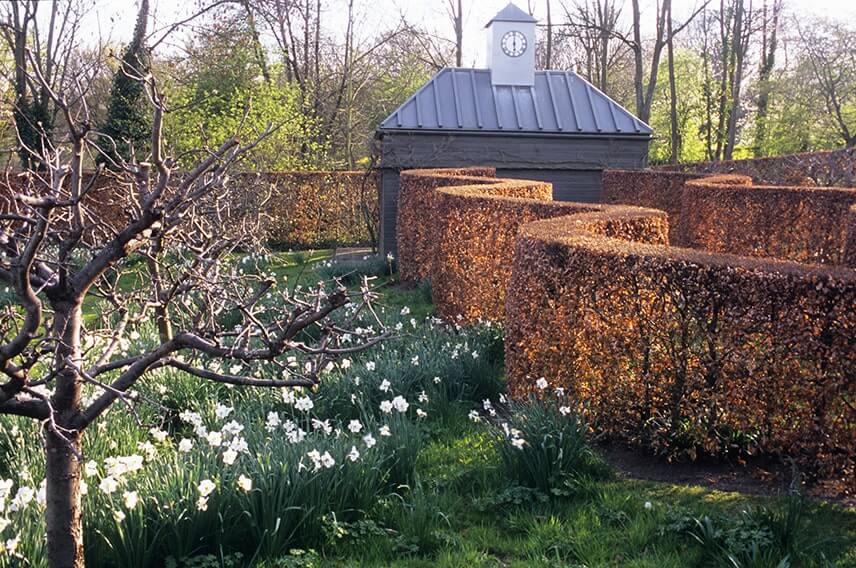 18740-Fagus-beech-hedge-commercial-garden-contemporary-curve-winter-spring-daffodil