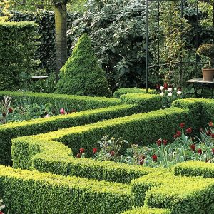 18939-Fagus-beech-Buxus-boxwood-hedge-formal-country-knot-garden