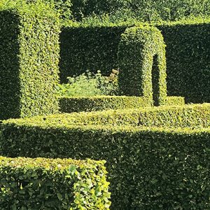 19049-Fagus-beech-hedge-formal-garden-maze-estate-historic-knot
