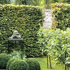 20187-Fagus-beech-modern-garden-hedge-sculpture-contemporary-landscape-design