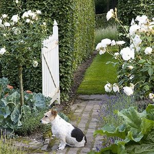 21618-Carpinus-hornbeam-country-garden-path-dog-gate-arch-cottage-flowers
