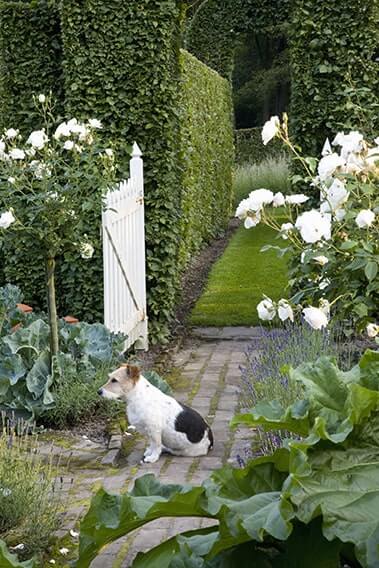 Betulus Hornbeam hedge planted at country garden