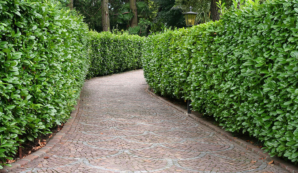 22195513-Prunus-laurocerasus-english-cherry-laurel-privacy-hedge-driveway-estate