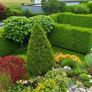 222618085-thuja-arborvitae-hedge-privacy-tall-fast-growing-swimming-pool-landscape-garden-suburban-modern-contemporary-summer-flowers