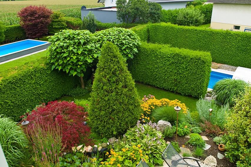 222618085-thuja-arborvitae-hedge-privacy-tall-fast-growing-swimming-pool-landscape-garden-suburban-modern-contemporary-summer-flowers