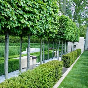 229027474-taxus-yew-buxus-boxwood-hedge-low-border-park-estate-formal-modern-contemporary-fountain-water-lawn-summer-pleached-trees