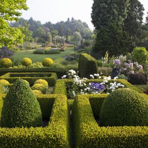 27833-buxus-boxwood-knot-garden-low-border-cottage-country-large-spacious-sloped-estate-acreage