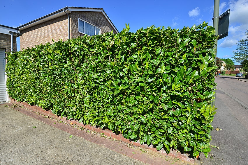 282041804-prunus-laurocerasus-urban-suburban-driveway