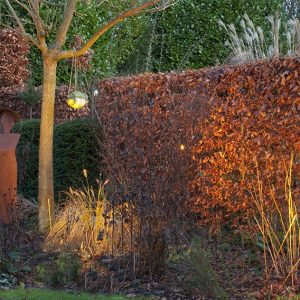 29878-Fagus-beech-hedge-modern-fall-color-lights