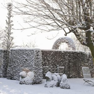 31480-Taxus-yew-hedge-modern-garden