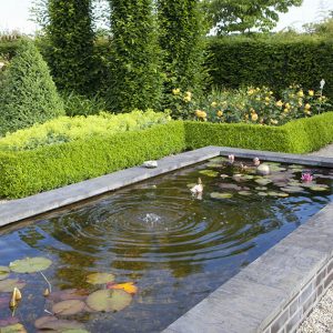 34284-Buxus-boxwood-Taxus-yew-hedge-formal-modern-estate-garden-fountain