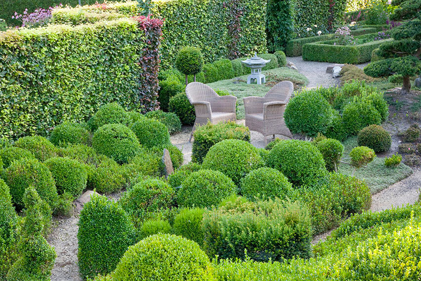 34856-Fagus-beech-hedge-Taxus-yew-boxwood-Buxus-country-garden