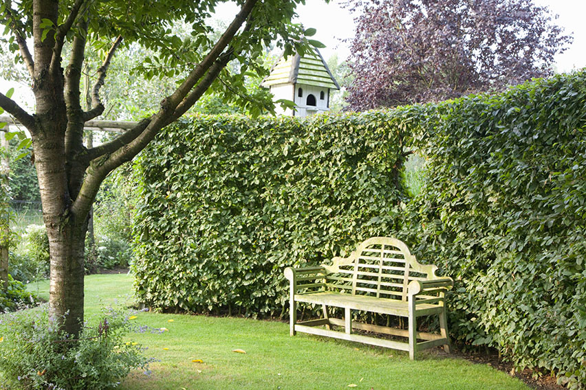 Minimalist Trees For Fence Cover 