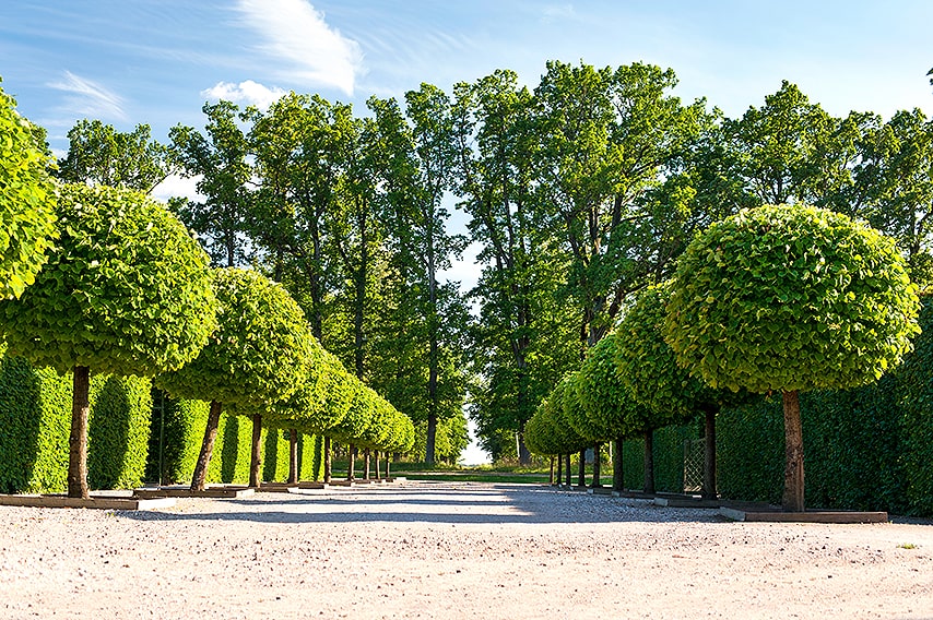 369669836-Fagus-beech-hedge-formal-park-estate-entry-driveway-allee-avenue-topiary
