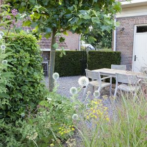 37270-Taxus-yew-hedge-Fagus-beech-urban-garden-suburban-patio-courtyard-summer