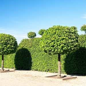 383483533-Fagus-beech-hedge-formal-park-estate-entry-driveway-allee-avenue-topiary