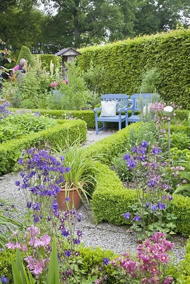 Carpinus Boxwood Hedge planted in country cottage knot garden flower path